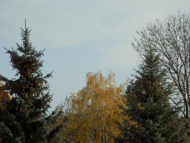  Sonbahar ormanlarının çeşitliliği         