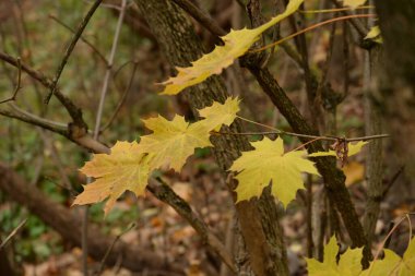 Sararmış, düşmüş, yapraklar çalıların üzerinde