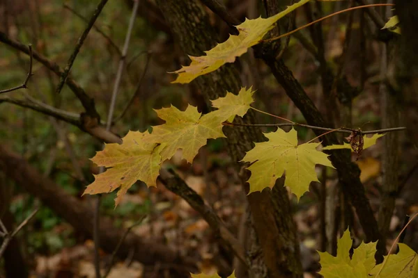 Jaune Tombé Feuilles Sur Buisson — Photo