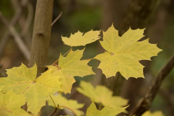 Yellowed Fallen Leaves Bush — Stock Photo, Image