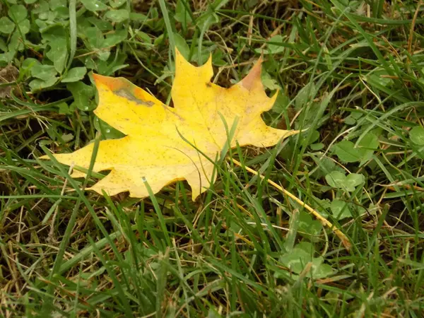 Κίτρινο Σφενδάμι Φύλλο Φθινόπωρο — Φωτογραφία Αρχείου