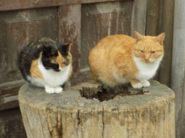 Evcil kedi ya da evcil kedi (Felis Silvestris catus)          