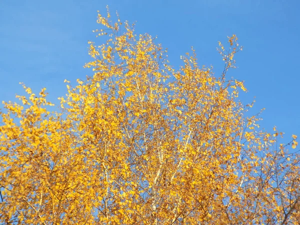 Die Vielfalt Des Herbstwaldes — Stockfoto