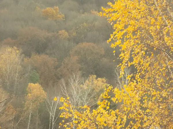 Разнообразие Осеннего Леса — стоковое фото
