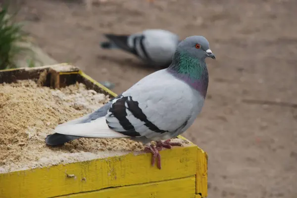 Taube Columba Eine Vogelgattung Aus Der Familie Der Tauben Columbidae — Stockfoto