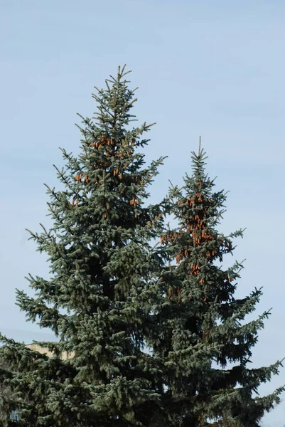 Prickly Blue Colorado Spruce Picea Pimgens Engelm — 스톡 사진