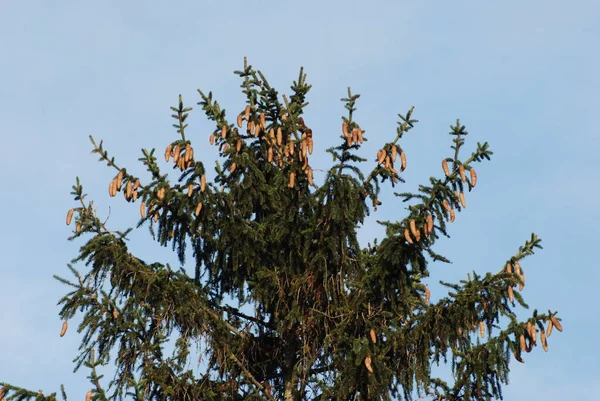 Stachelige Blaue Oder Colorado Fichte Picea Pungens Engelm — Stockfoto