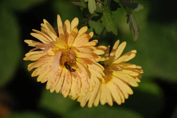 Chrysanthemum Chrysanthemum Género Plantas Con Flores Familia Las Asteráceas —  Fotos de Stock