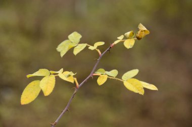  Sonbahar ormanlarının çeşitliliği         
