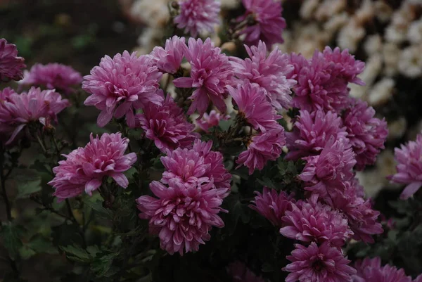 小花科の開花植物の属 — ストック写真