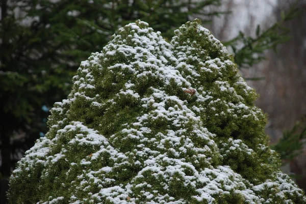 Inverno Floresta Coníferas — Fotografia de Stock
