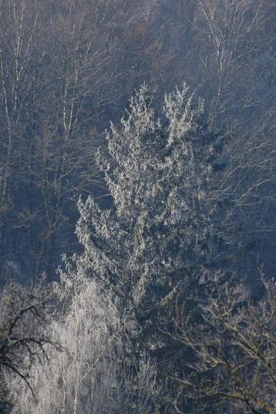 Snowy Dennenbos Berg — Stockfoto