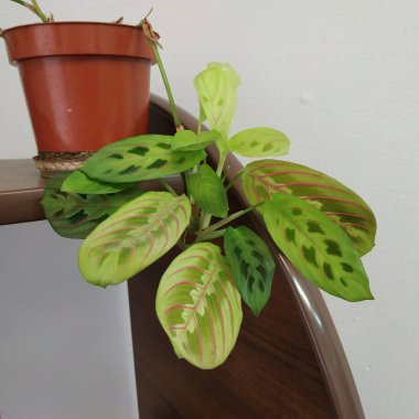 Crowton (lattır. Crton) - Euphorbia (Euphorbiaceae) familyasının bitki cinsi)