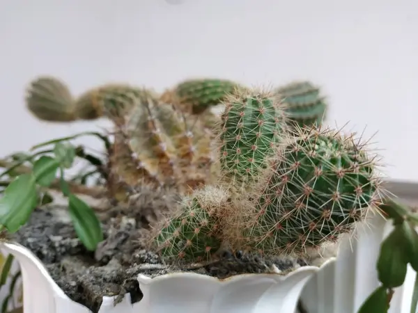 Cactus Cactaceae Familie Van Sappige Anjers Caryophyllales — Stockfoto