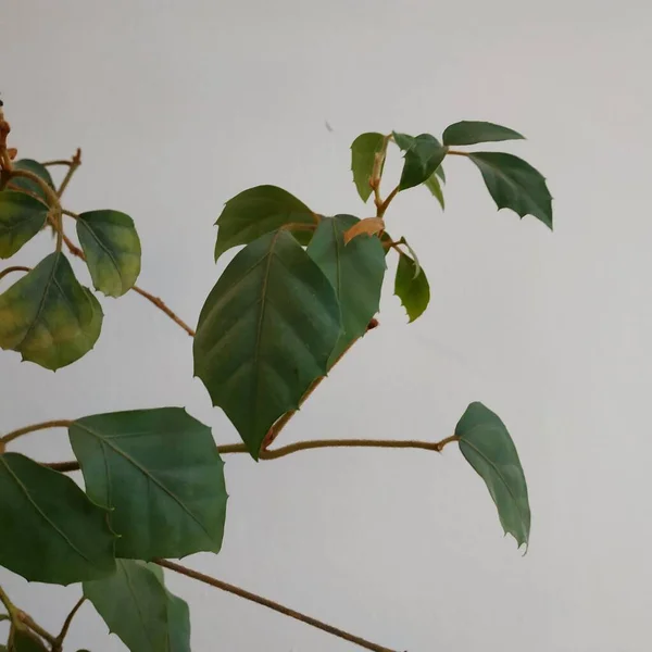 Epífilo Lat Epiphyllum Género Cactus Epífitas Familia Los Cactus —  Fotos de Stock