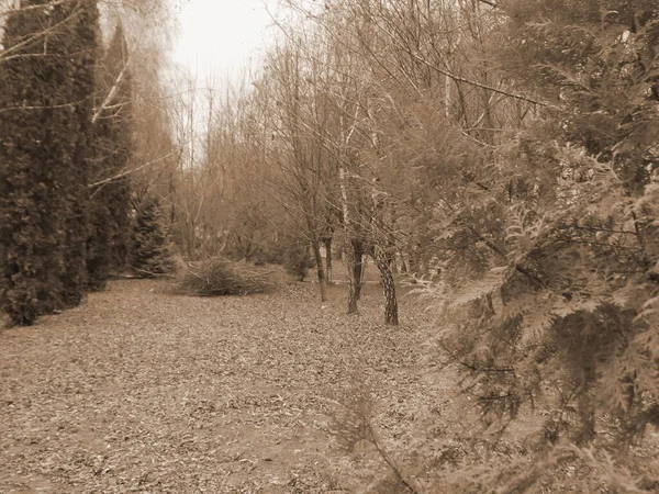 Old Autumn Forest General View — Stock Photo, Image