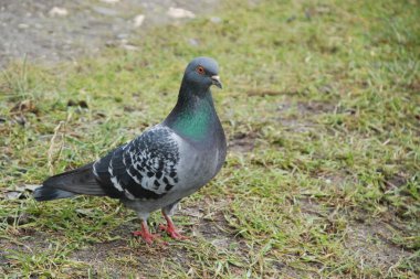Güvercin (Columba) - güvercin ailesinden (Columbidae) bir kuş cinidir.)