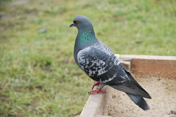 Paloma Columba Género Aves Familia Columbidae — Foto de Stock