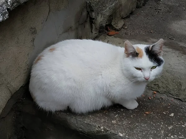 Gato Doméstico Gato Doméstico Felis Silvestris Catus — Fotografia de Stock