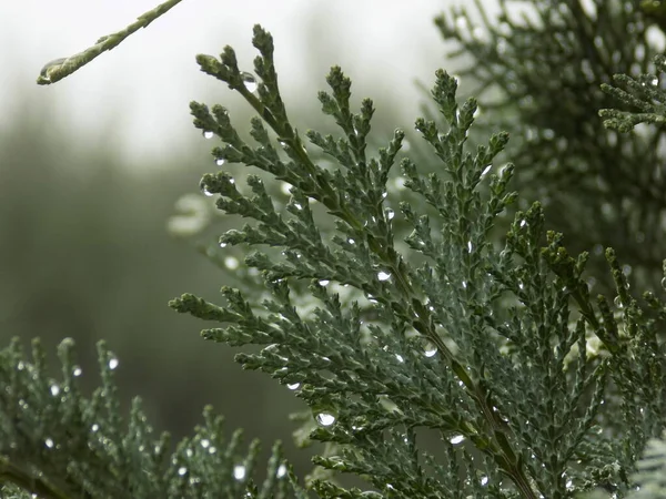 Tuya Thuja Rod Jehličnanů Keřů Čeledi Cypřišů — Stock fotografie