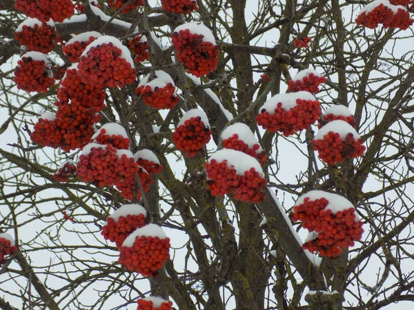 Обыкновенная Рябина Sorbus Aucuparia — стоковое фото