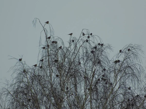 Pájaros Árbol —  Fotos de Stock