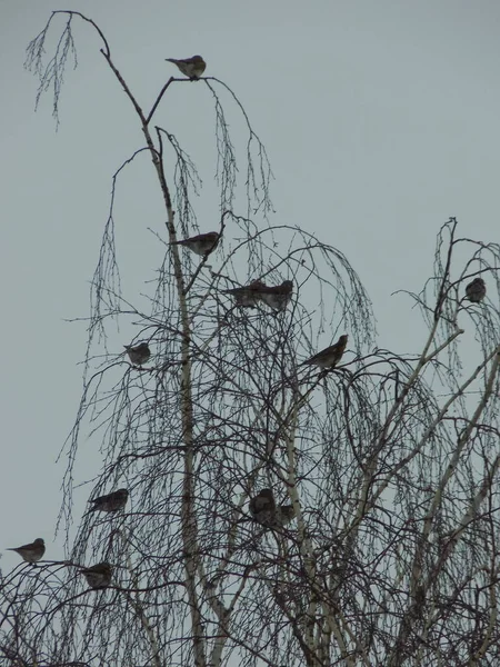 Oiseaux Sur Arbre — Photo