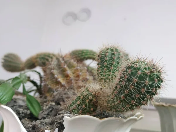 サボテン Cactaceae カーネーションの順序の多肉植物の家族 Caryophyllales — ストック写真