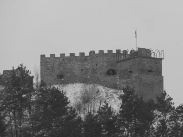 Altın Baca Şapkası Kanada Latince Solidgo Canadnsis — Stok fotoğraf