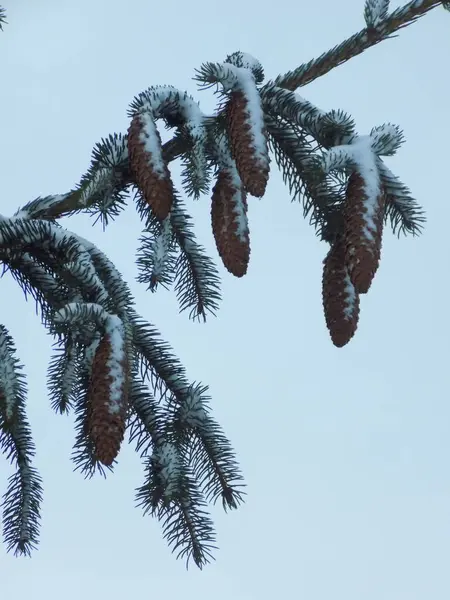 Cones Uma Árvore — Fotografia de Stock