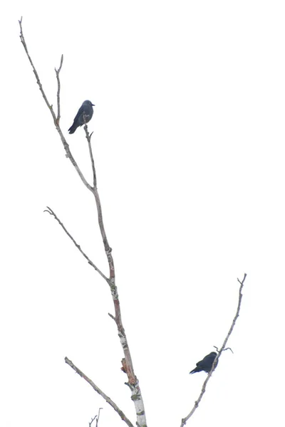 Linnut Kuivan Puun Oksilla Linnut Oksat Kuiva Suuri Puu — kuvapankkivalokuva