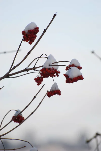 Viburnum Zwyczajne Czerwone Viburnum Viburnum Opulus — Zdjęcie stockowe