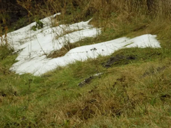 Snow Grass — Stock Photo, Image