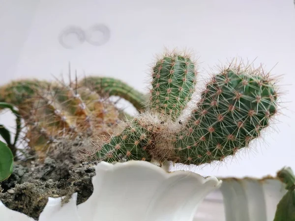 Cactus Cactaceae Famille Des Plantes Succulentes Ordre Des Oeillets Caryophyllales — Photo