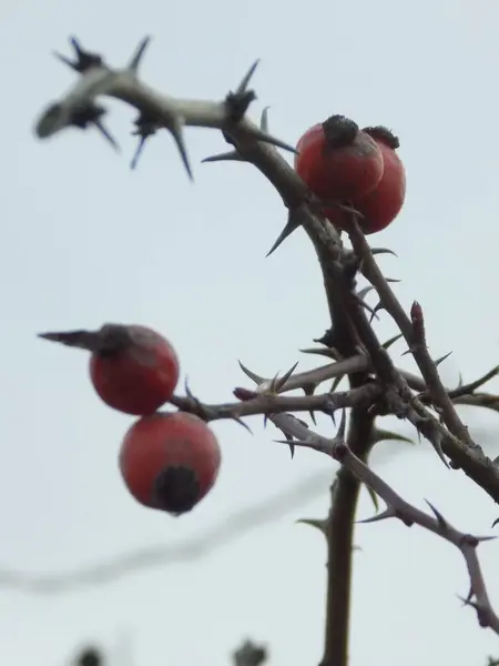 Branche Des Hanches Mûres — Photo