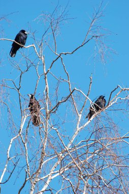 Kuru bir ağacın dallarındaki kuşlar. Kuşlar, dallar, kuru, büyük, ağaç.