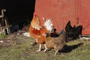 Bahçesinde tavuk olan bir horoz.