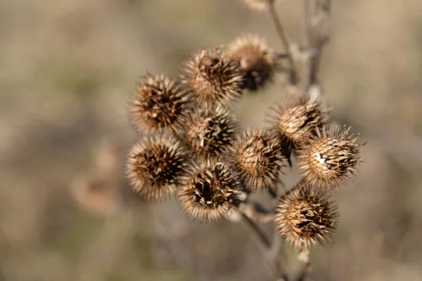 Spiny Inflorescences Arachnid — Stock Photo, Image