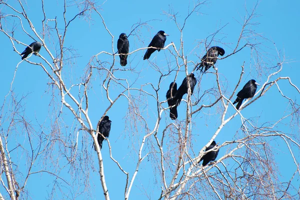 Vögel Auf Den Ästen Eines Trockenen Baumes Vögel Äste Trocken — Stockfoto