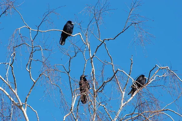 Aves Las Ramas Árbol Seco Aves Ramas Secas Grandes Árboles —  Fotos de Stock