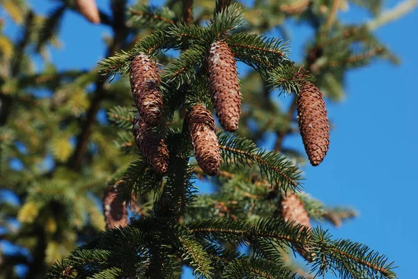 Cones Uma Árvore — Fotografia de Stock