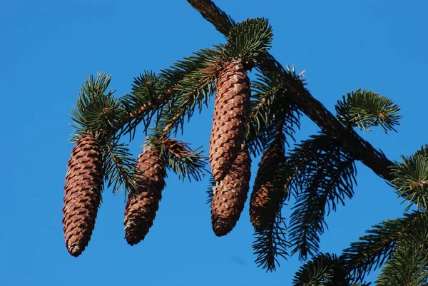 Cones Uma Árvore — Fotografia de Stock