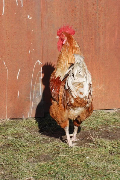 Gallo Nel Cortile — Foto Stock