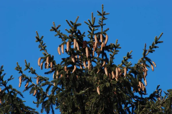 木の上にコーン — ストック写真