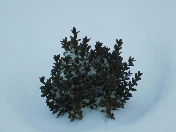 Боксвуд Вічнозелений Або Буккаунт Сніг — стокове фото