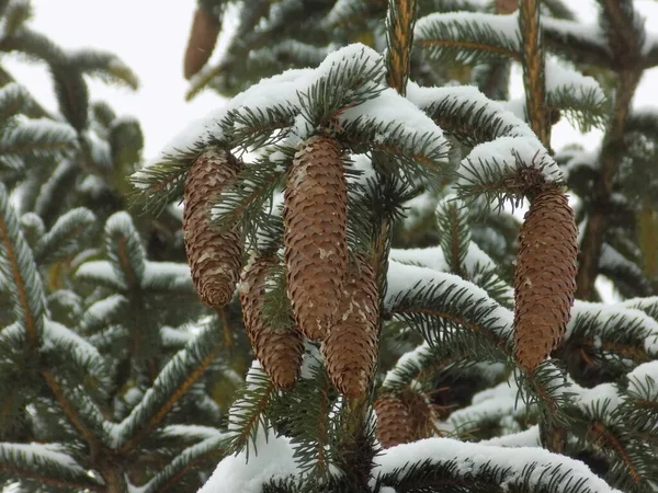 Zapfen Auf Einem Baum — Stockfoto