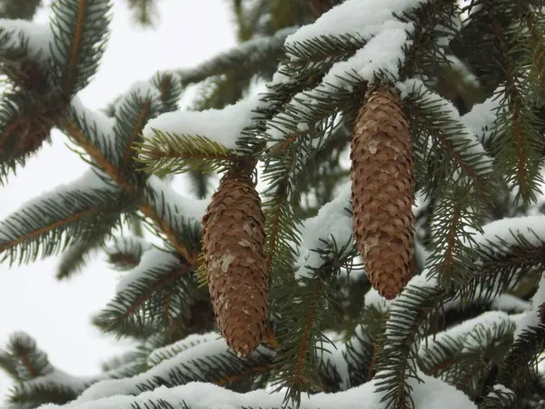 Zapfen Auf Einem Baum — Stockfoto