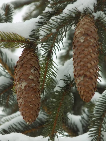 Cones Uma Árvore — Fotografia de Stock