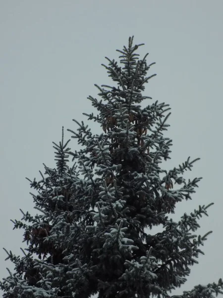 Abeto Espinoso Azul Colorado Picea Pungens Engelm —  Fotos de Stock