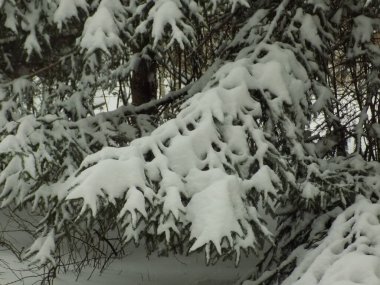 Dağdaki karlı çam ormanı